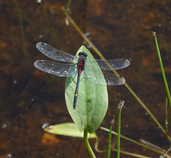 Leucorrhinia orientalis