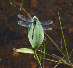 Leucorrhinia orientalis