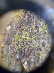 Siphonolejeunea nudipes