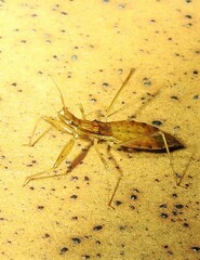 Sastrapada australica