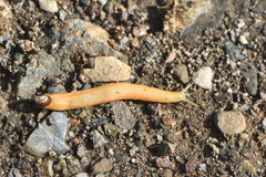 Testacella haliotidea