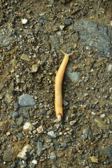 Testacella haliotidea