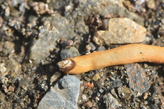 Testacella haliotidea