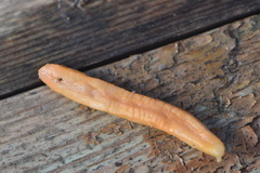 Testacella haliotidea