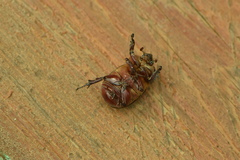 Phyllognathus excavatus