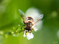 Apis mellifera