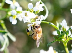 Apis mellifera