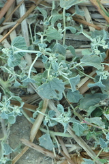 Chrozophora tinctoria