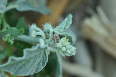 Chrozophora tinctoria