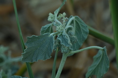 Chrozophora tinctoria