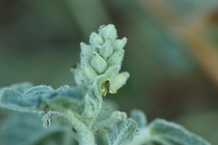 Chrozophora tinctoria