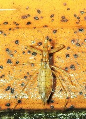 Sastrapada australica