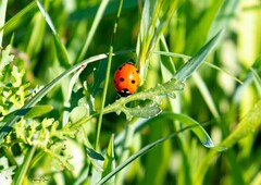 Coccinella septempunctata