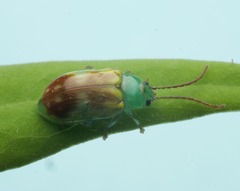 Chalcolampra marmorata