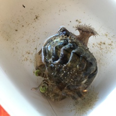 Acanthopleura gemmata