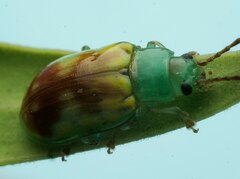 Chalcolampra marmorata