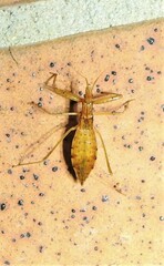 Sastrapada australica