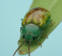 Chalcolampra marmorata