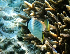 Chaetodon trifascialis