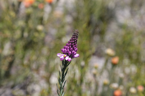 Comesperma acerosum (Comesperma acerosum)