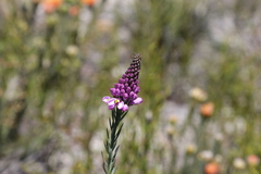 Comesperma acerosum