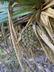 Pandanus