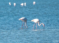 Phoenicopterus roseus
