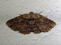 Bryoptera subbrunnea