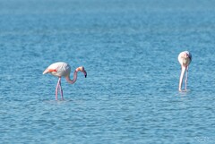 Phoenicopterus roseus