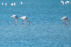 Phoenicopterus roseus