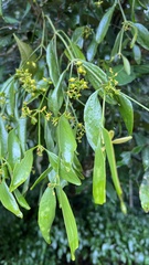 Notothixos subaureus