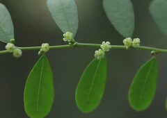 Phyllanthus gunnii