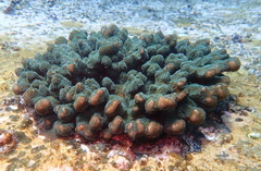 Pocillopora aliciae