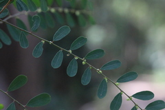 Phyllanthus gunnii