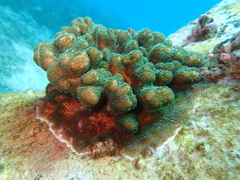 Pocillopora aliciae