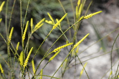 Corynanthera flava