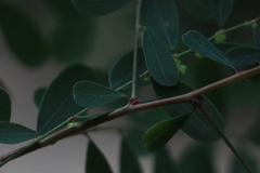 Phyllanthus gunnii