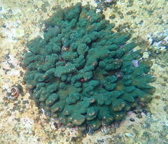 Pocillopora aliciae
