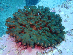 Pocillopora aliciae