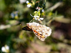 Vanessa cardui