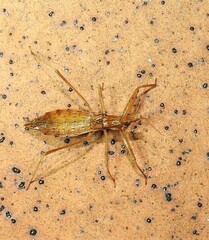 Sastrapada australica