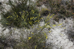 Corynanthera flava