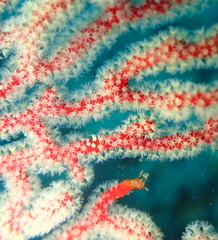 Melithaea zimmeri