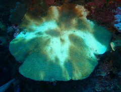 Coscinaraea mcneilli