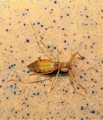 Sastrapada australica