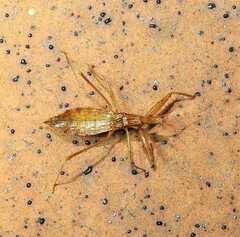 Sastrapada australica