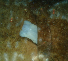 Multicrustacea