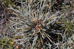 Banksia stenoprion