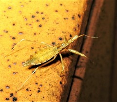 Sastrapada australica