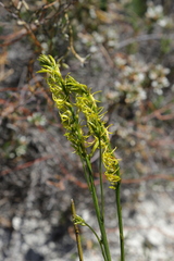 Tripterococcus brunonis